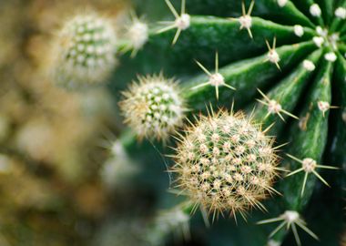 Cactus Close Up