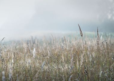 Morning Fog Above The Fiel