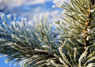 Pine Tree Covered With Hoa