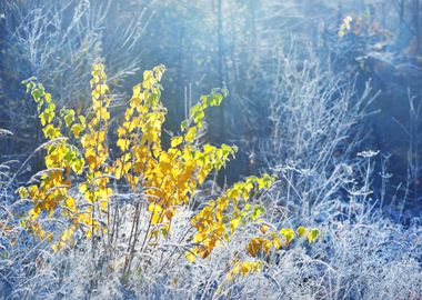 Landscape With The Frozen 