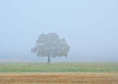 Lonely Tree In The Field D