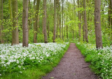 A Road In The Forest And T