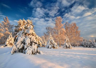 Snow Covered Winter Forest