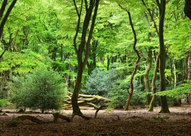 Spring Forest In The Nethe