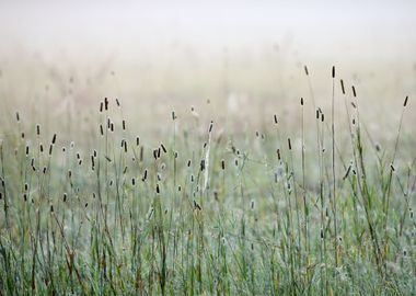 Grass In The Morning Fog A