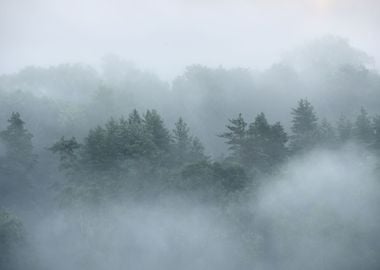 Forest In Sugulda Covered