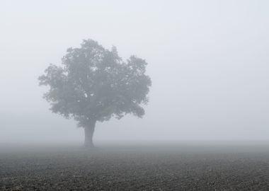 Lonely Tree In The Field I