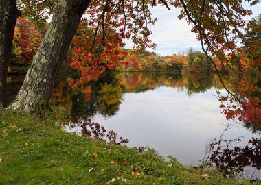 New England Foliage