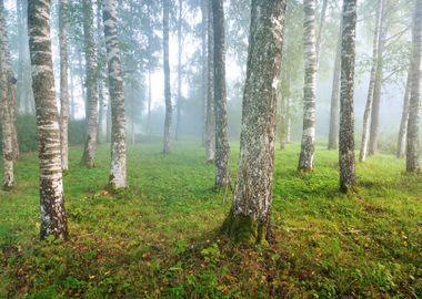 Fog In The Forest