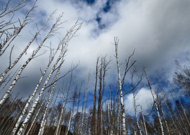 Forest In Winter