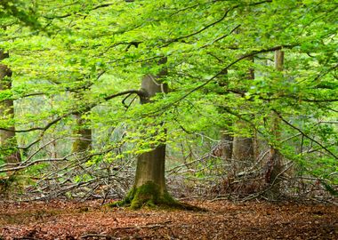 Spring Forest In The Nethe