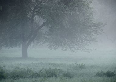 Mystical Tree Silhouette I