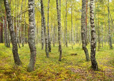 Birch Tree Forest In Latvi