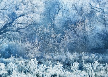 Frozen Winter Landscape Tr