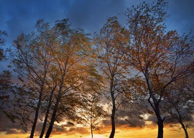 Birch Trees In Autumn On A