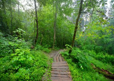 Staiway In Forest Disappea