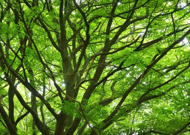 Spring Forest In The Nethe