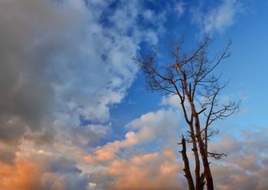 Tree Against Sky