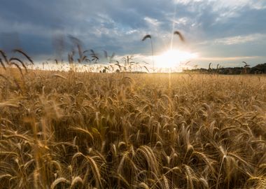 Corn Field Landscape