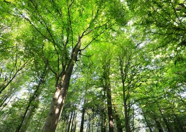 A Beech Tree Forest In Ger