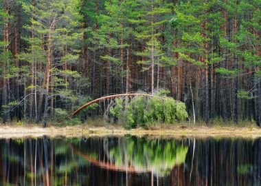 Pine Forest And A Lake