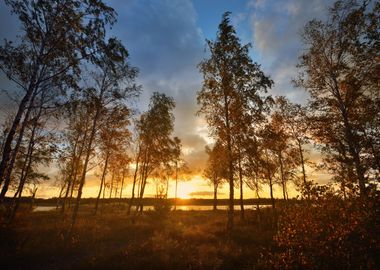 Autumn Forest Landscape