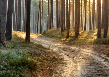 Road In A Beautiful Forest