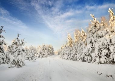 Road And A Snow Covered Tr