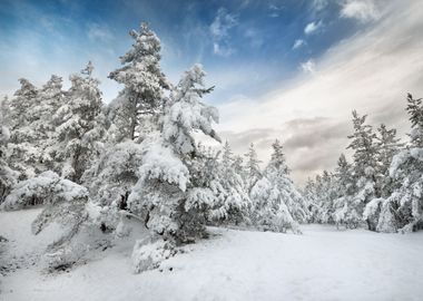 Winter Wonderland In Snow