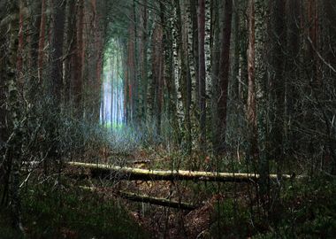 Dark Pine Forest Scene