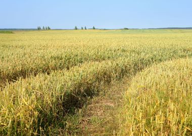 Agriculture View Wheat Fie