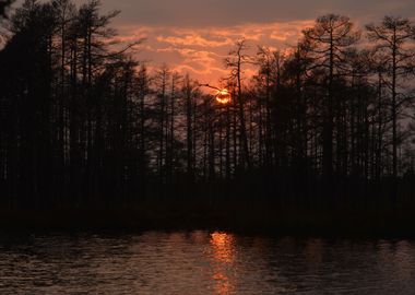 Kemeri Bog In Latvia Fores