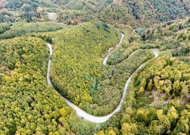 Curvy Road In Green Forest