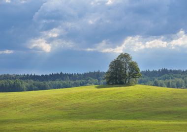 Lonely Oak Trees In The Fi