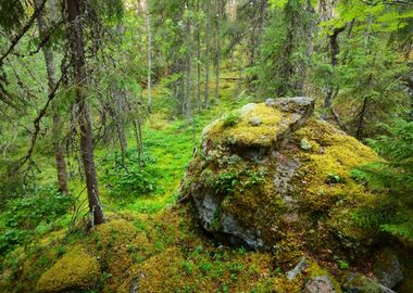 Forest On Granite Rocks An