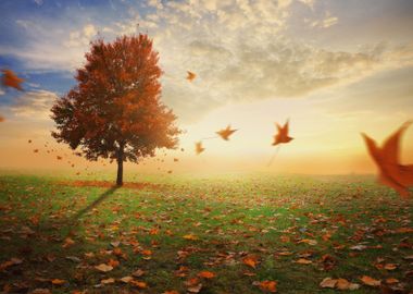 Red Maple Tree In Autumn