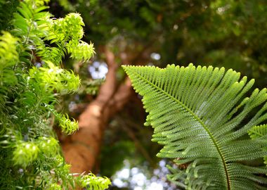 Exotic Pine Tree