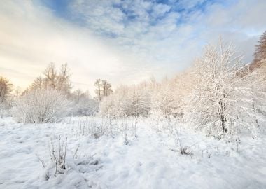 Winter Wonderland In Snow