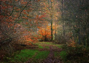 Autumn Forest In The Nethe