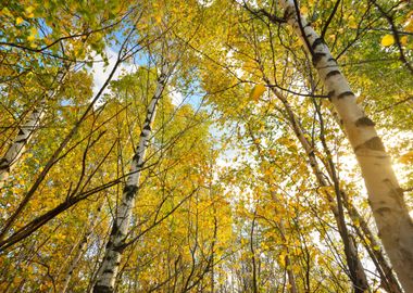 Autumn Landscape Birch Tre