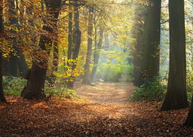 Autumn Forest Nachtegalenp