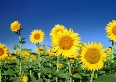 Sunflowers At The Field In