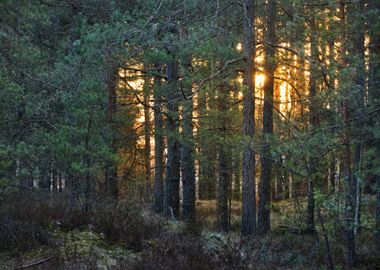 Northern Forest Landscape