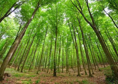 A Beech Tree Forest In Ger