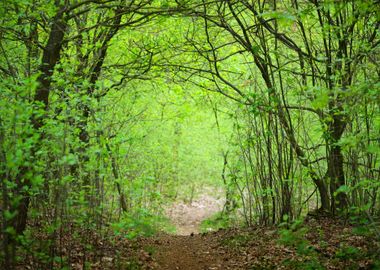 Spring Forest In The Nethe