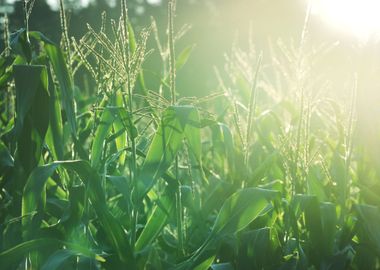 Corn Field CloseUp At The 