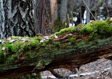 A Tree Stump In The Forest