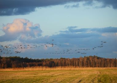 Wild Ducks Over The Field