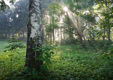 Sun Rays In A Fog In The F