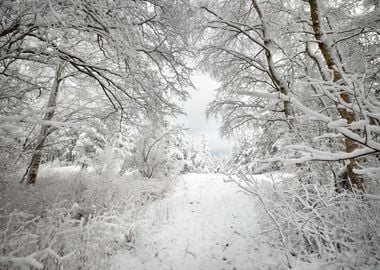 Winter Wonderland In Snow